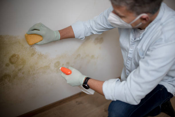 Best Basement Mold Remediation in Kearney Park, MS